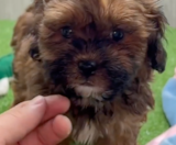Shih Poo Puppies For Sale Pilesgrove Pups